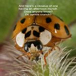 Raining Ladybugs - Pg24